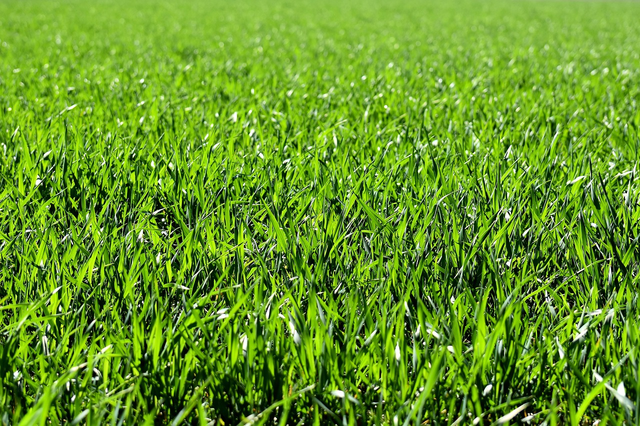 Long grass in Monksfield Park Athlone